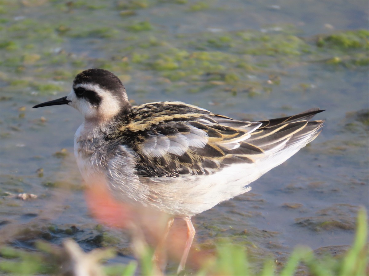 Red-necked Phalarope - ML600092131