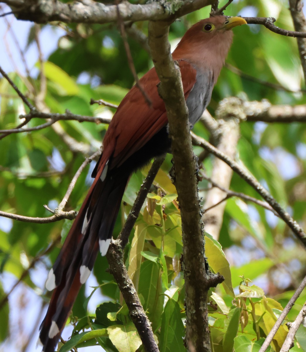 Squirrel Cuckoo - ML600092201