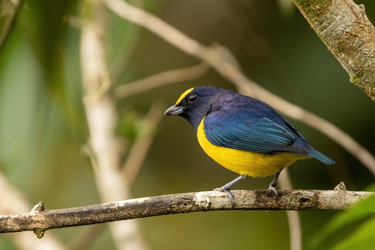 Spot-crowned Euphonia - Sage Bylin