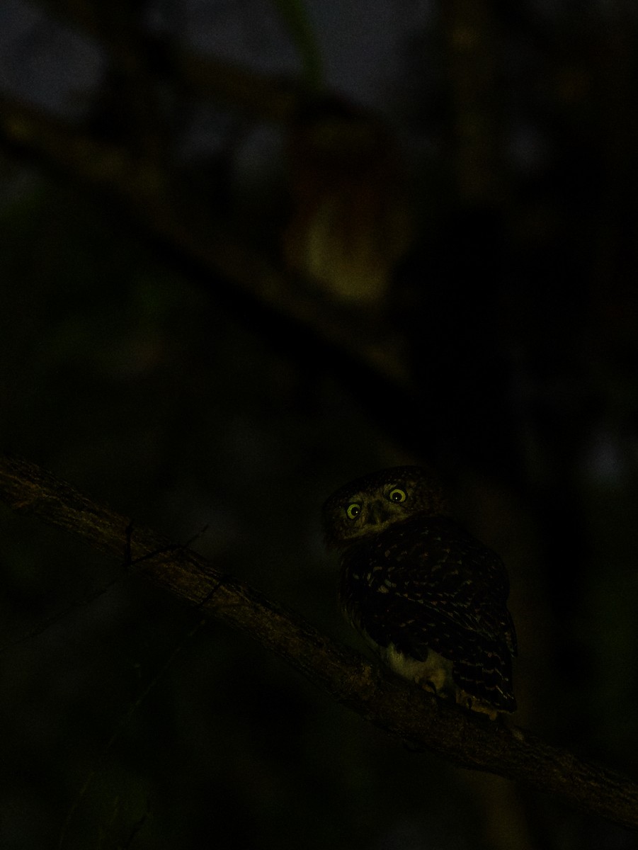 Cuban Pygmy-Owl - ML600092531