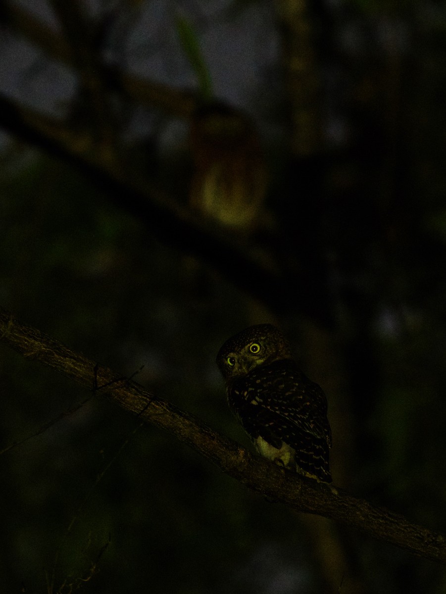 Cuban Pygmy-Owl - ML600092541