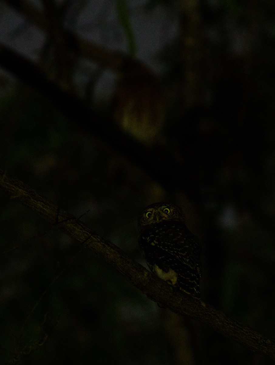 Cuban Pygmy-Owl - ML600092551