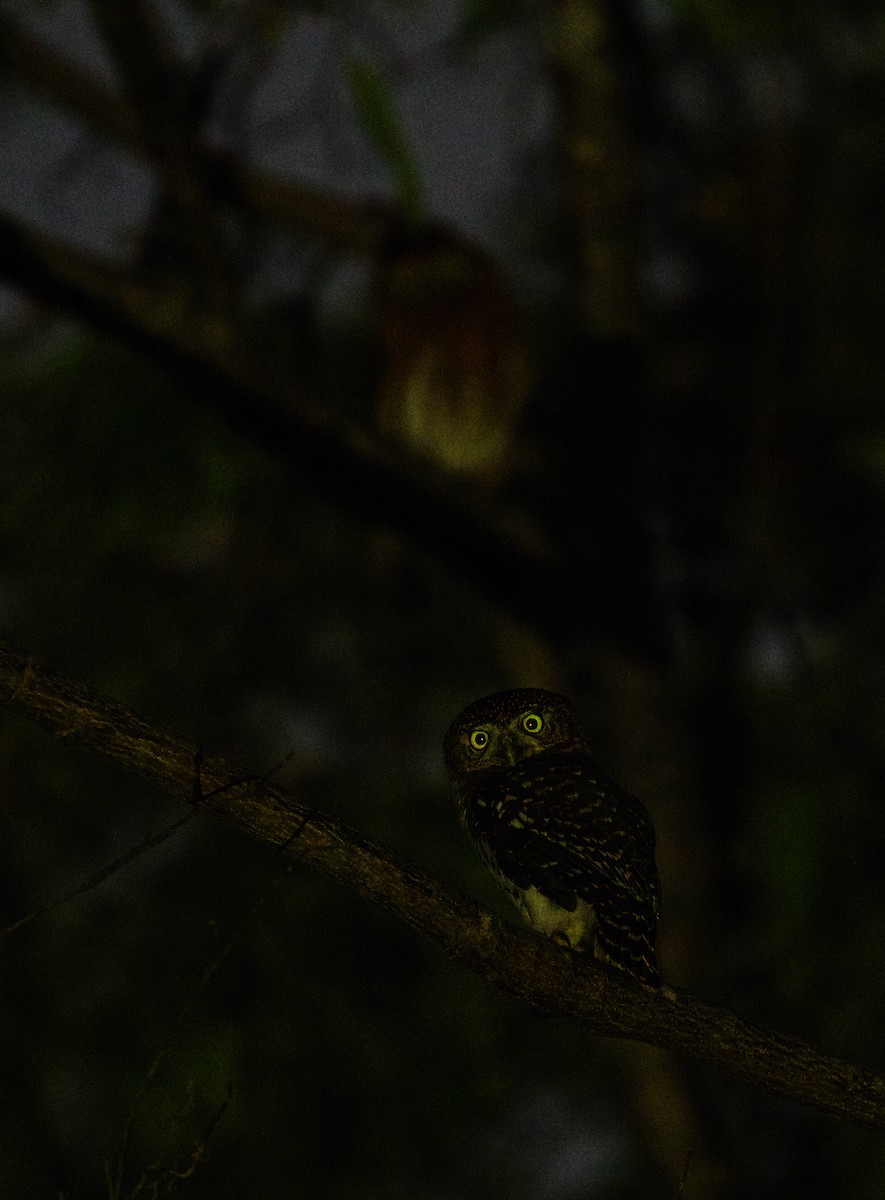 Cuban Pygmy-Owl - David Ascanio