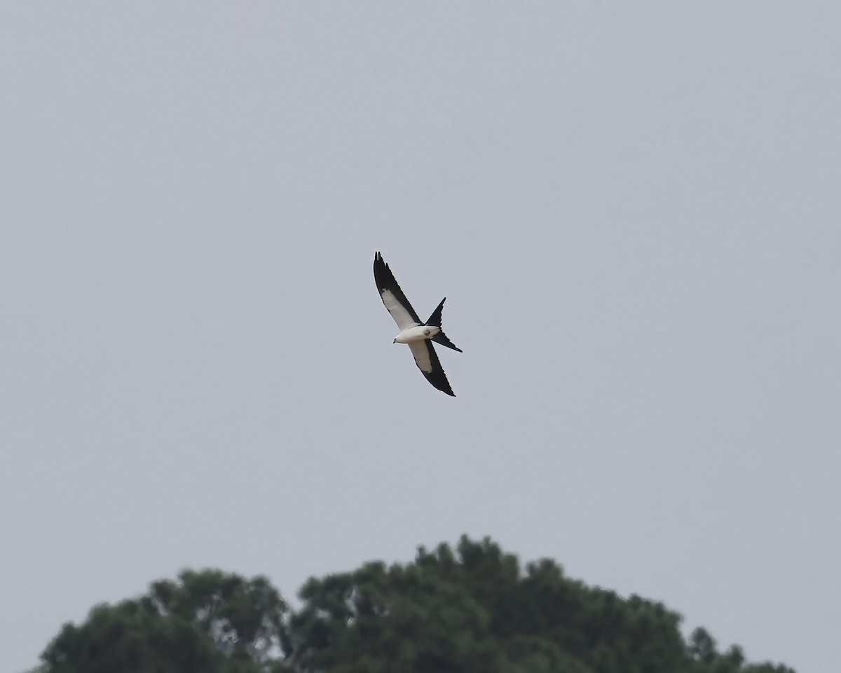 Swallow-tailed Kite - Debbie Kosater