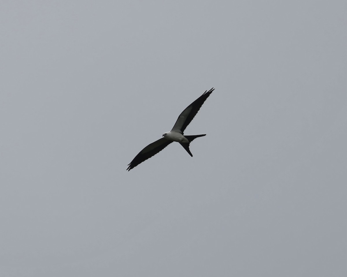 Swallow-tailed Kite - Debbie Kosater