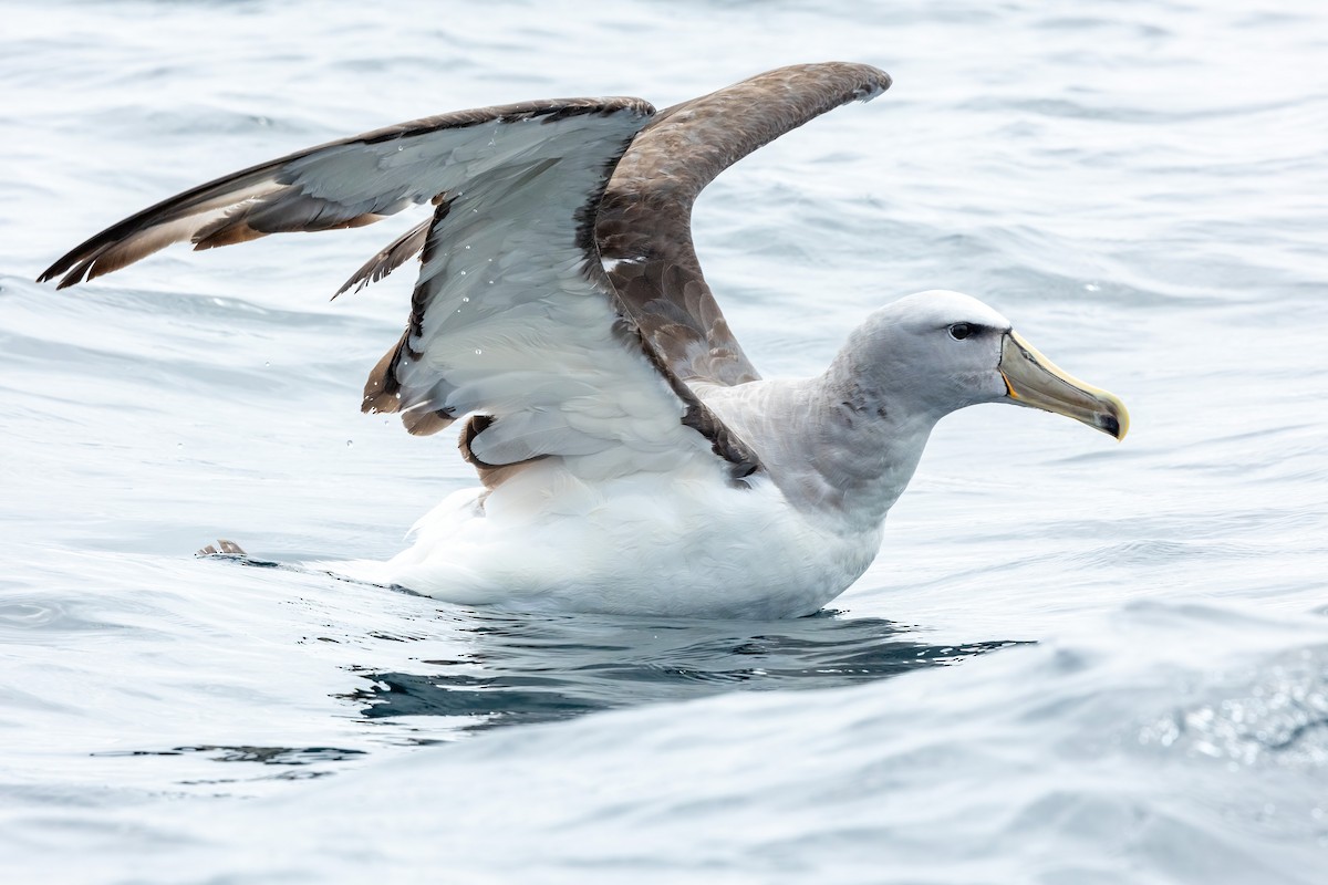 Salvin's Albatross - ML600094711