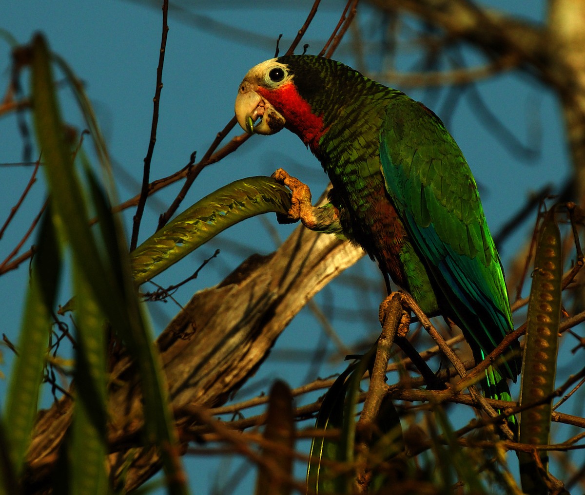 Amazona Cubana - ML600094811