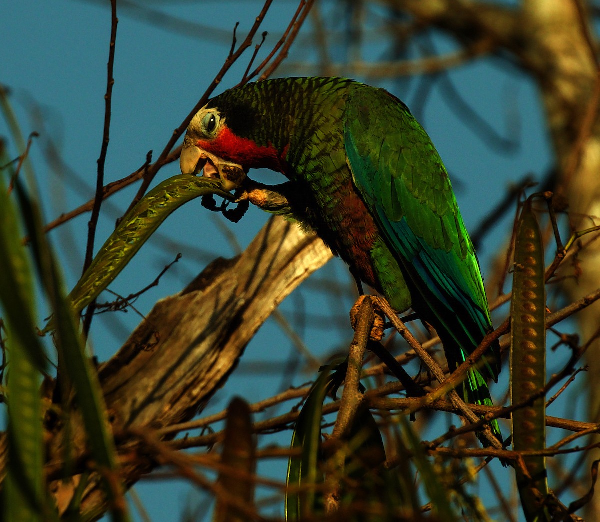 サクラボウシインコ - ML600094821