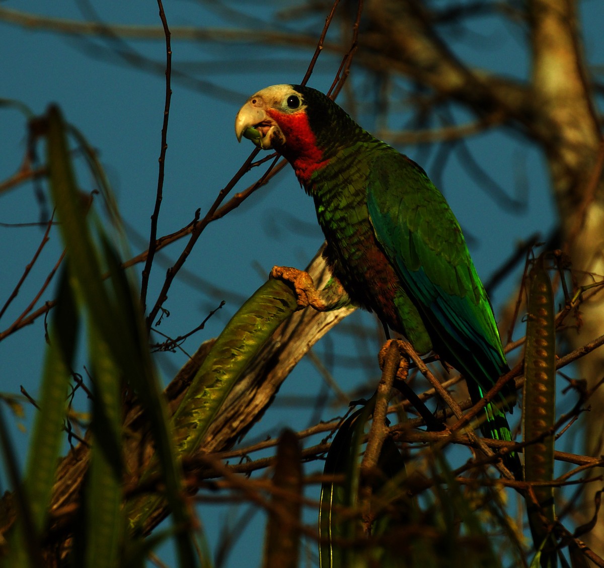 Cuban Parrot - ML600094831