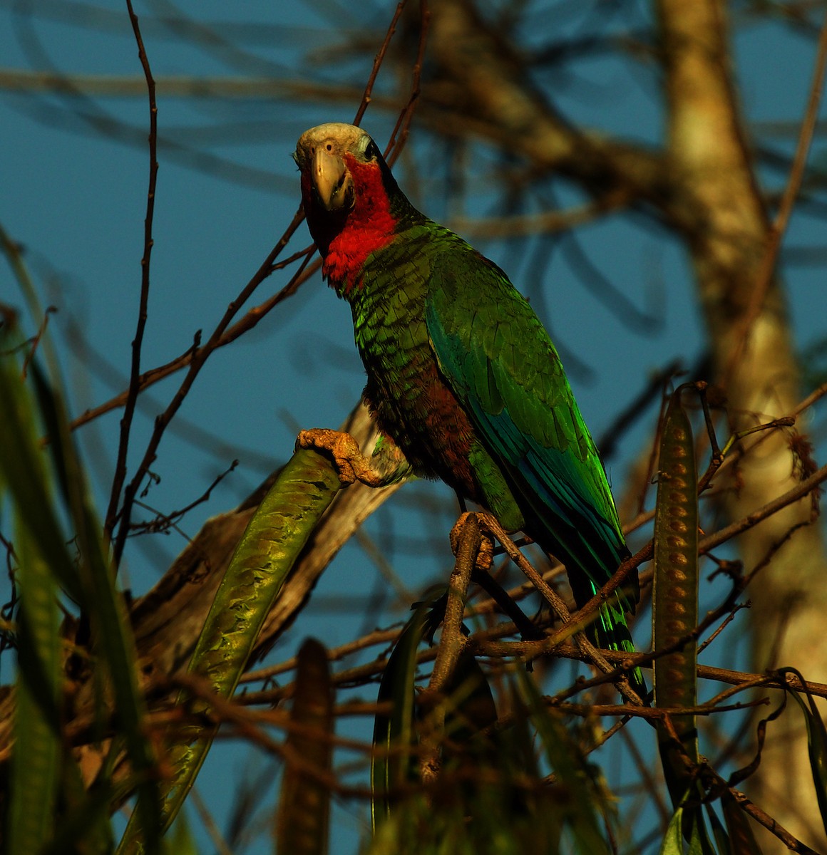 Cuban Parrot - ML600094841