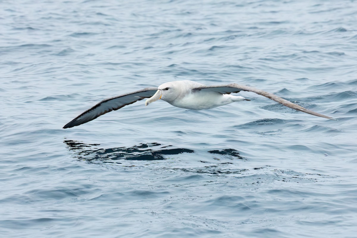 Salvin's Albatross - ML600094961