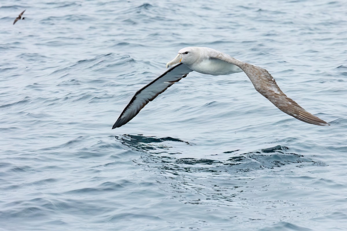 Salvin's Albatross - ML600094971