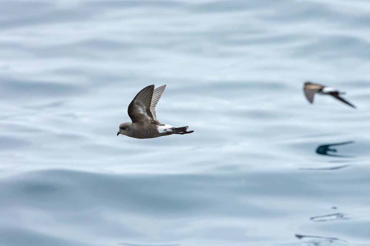 Wilson's Storm-Petrel - ML600095091