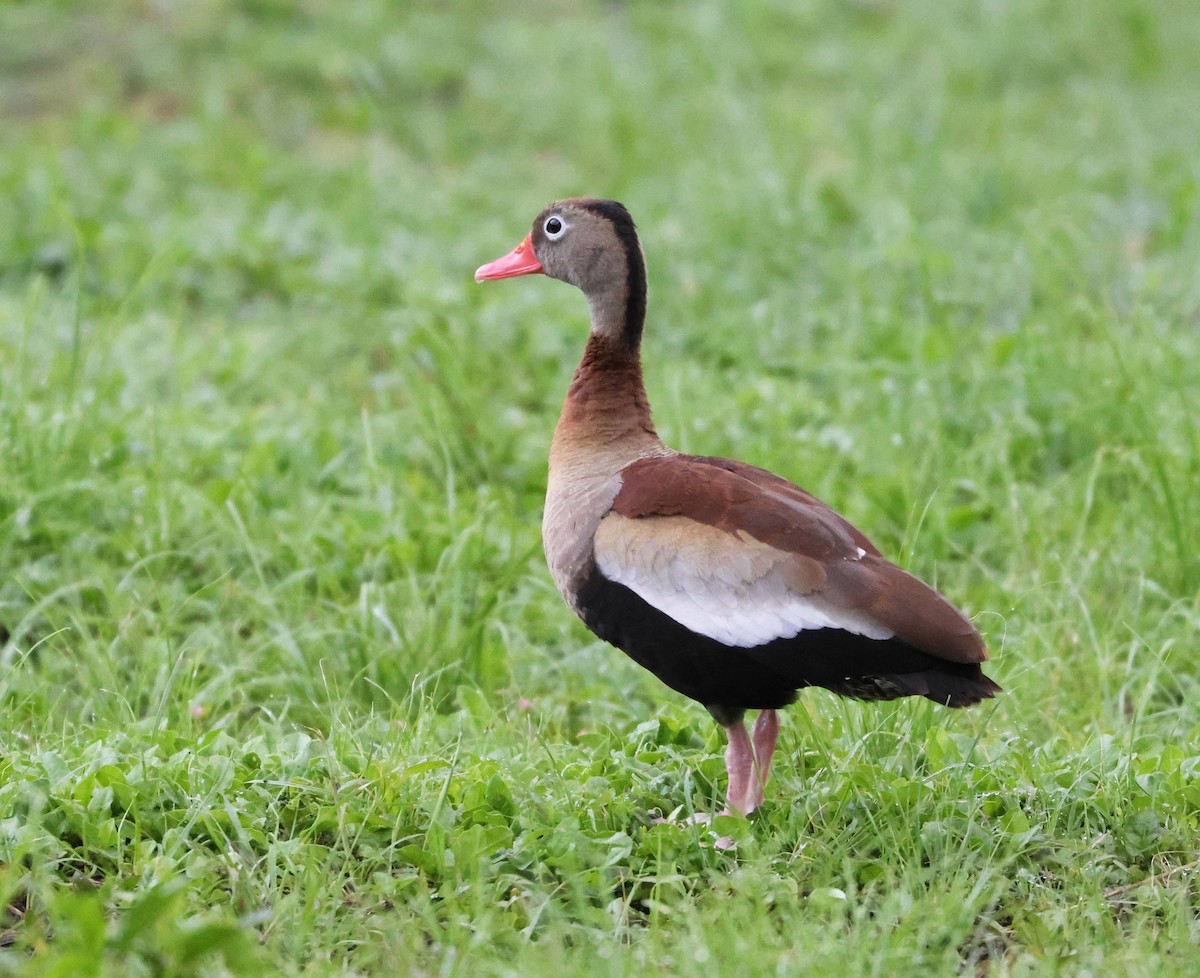 Black-bellied Whistling-Duck - ML600095101