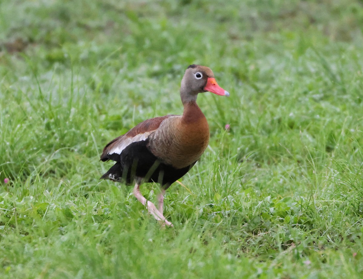 Black-bellied Whistling-Duck - ML600095151