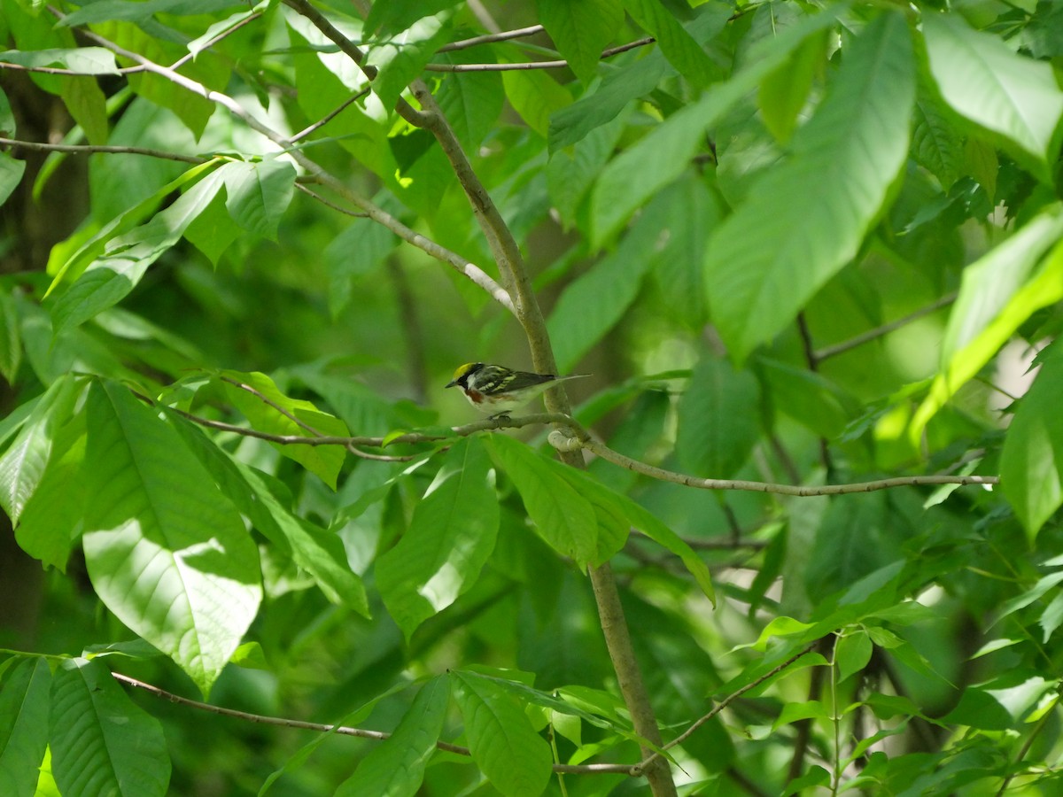 Chestnut-sided Warbler - ML600095201