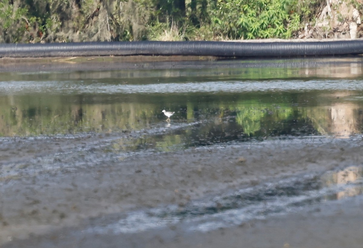 Wilson's Phalarope - ML600095991