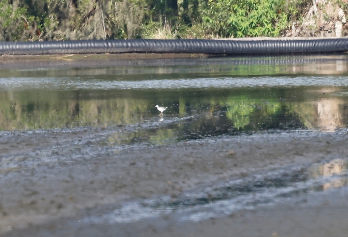 Wilson's Phalarope - ML600095991