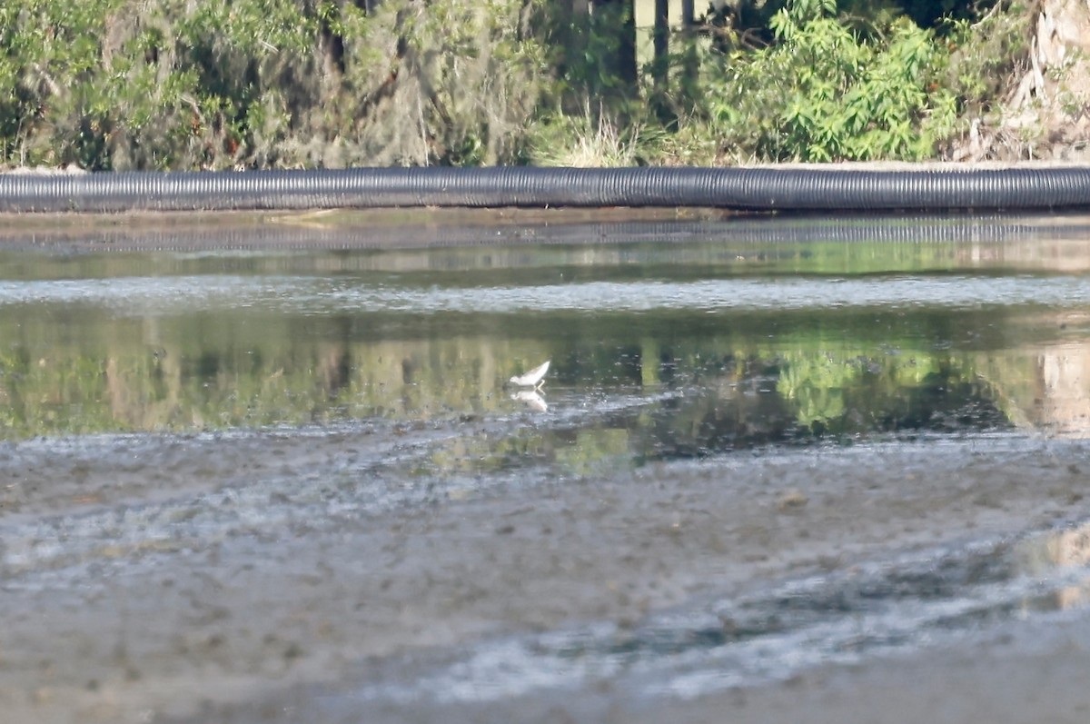 Wilson's Phalarope - ML600096051