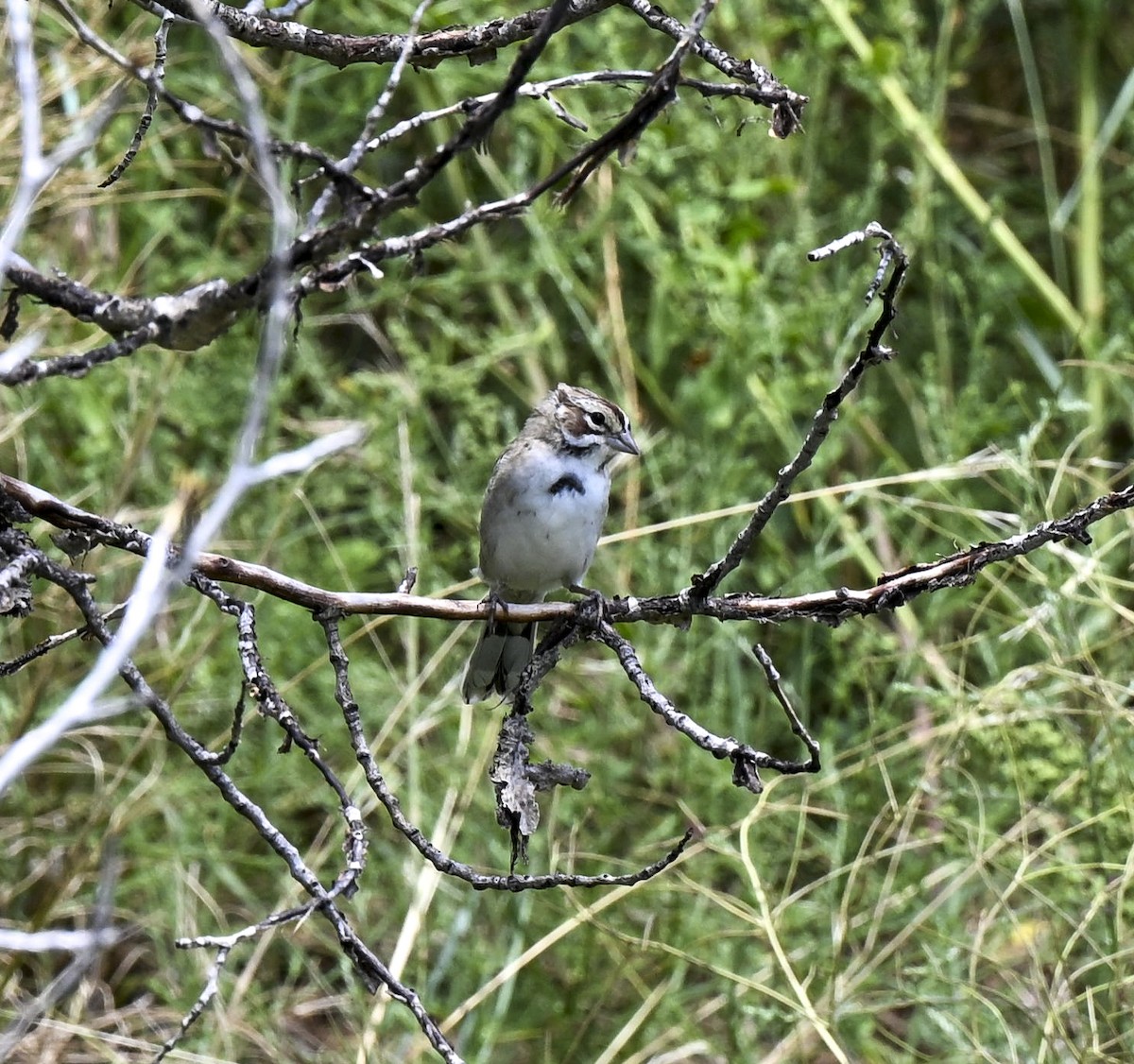 Lark Sparrow - ML600096061