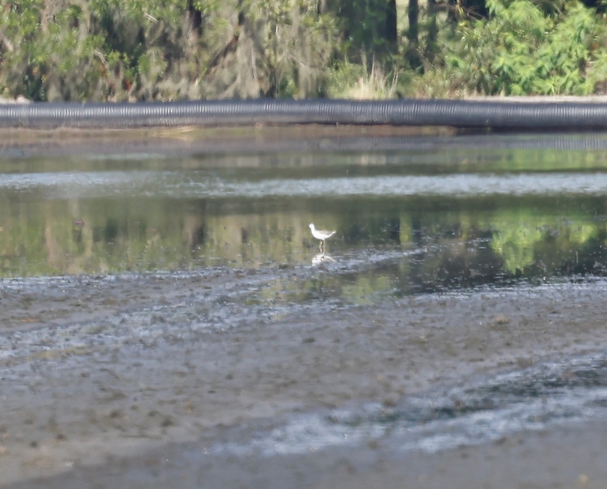 Wilson's Phalarope - ML600096081