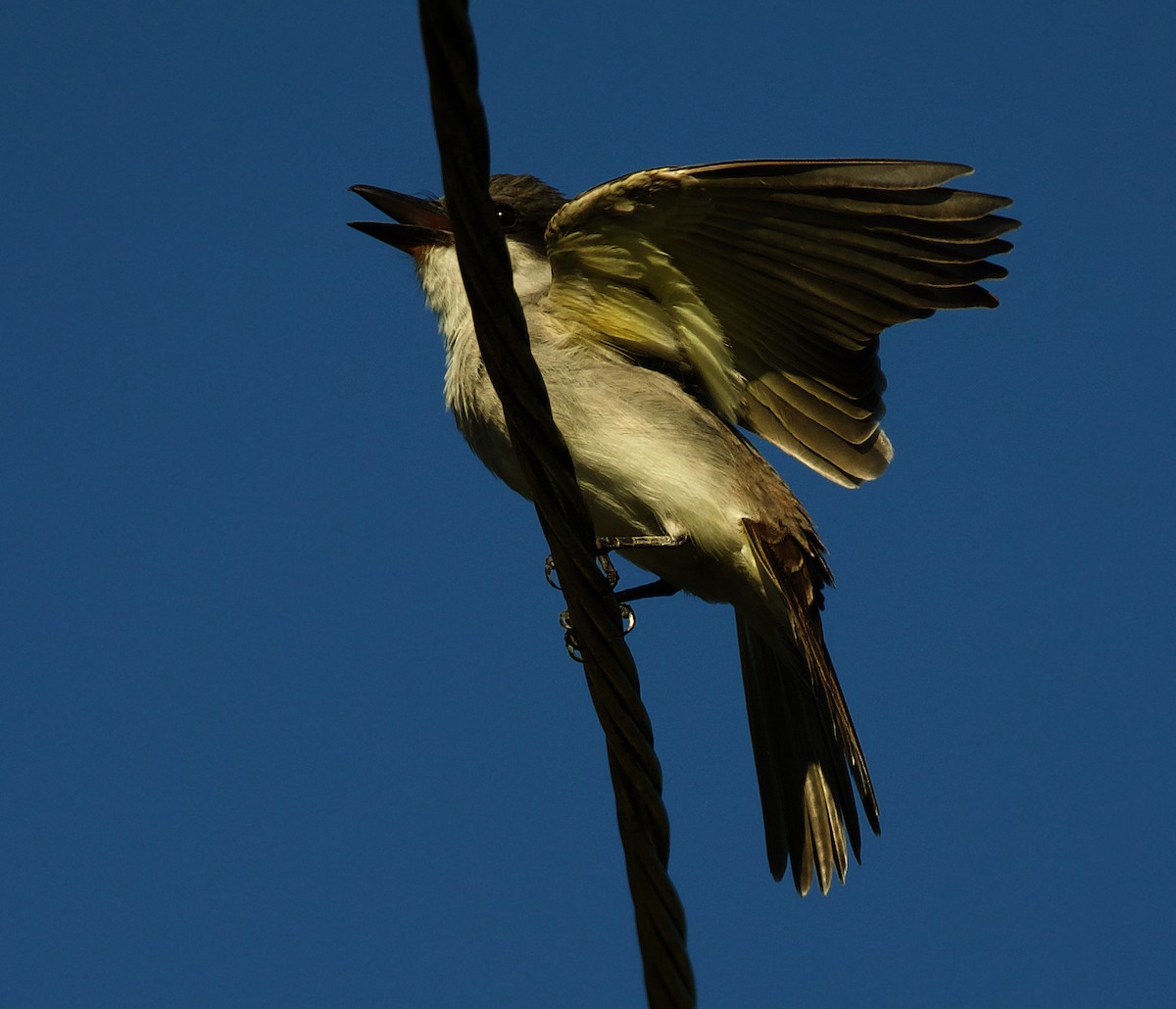 Gray Kingbird - ML600096931