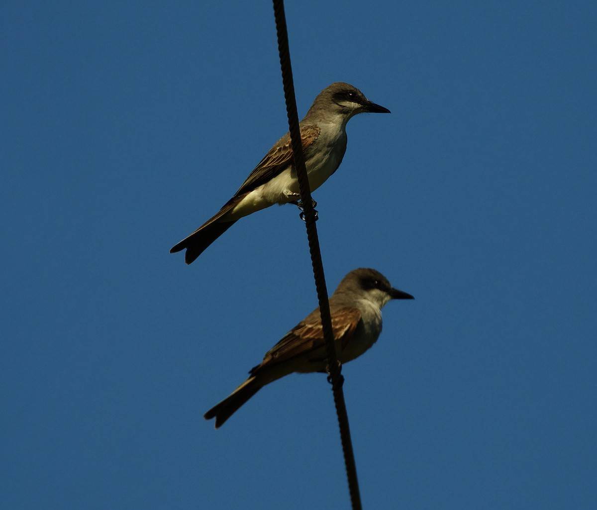 Gray Kingbird - ML600096941