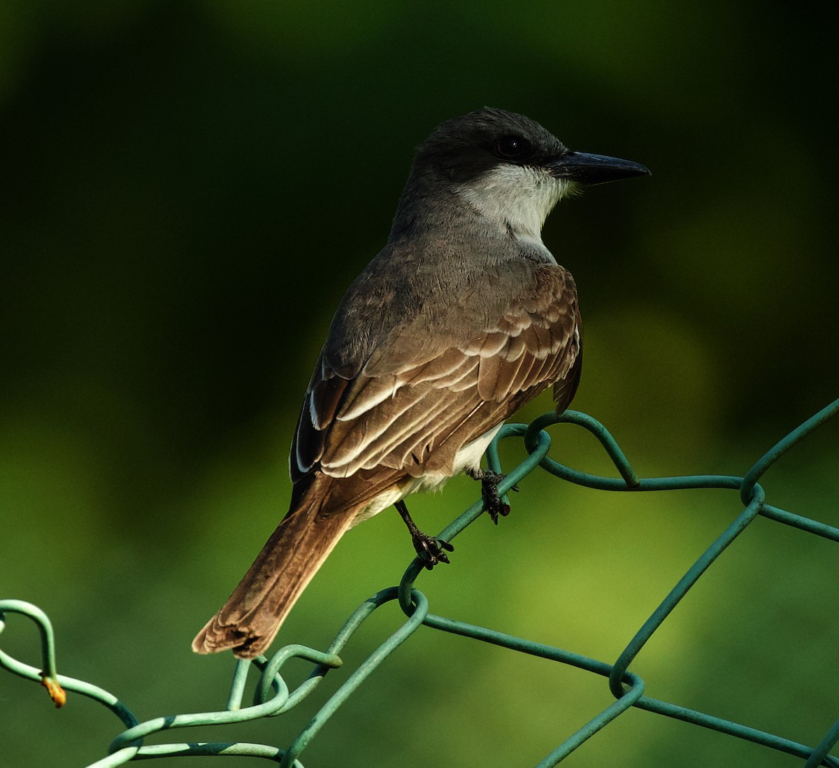 Gray Kingbird - ML600096961