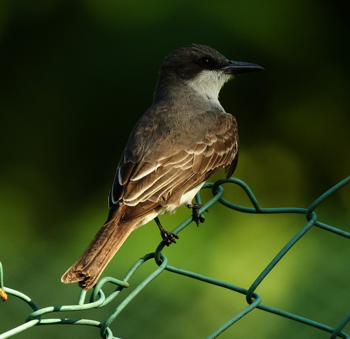 Gray Kingbird - ML600096971