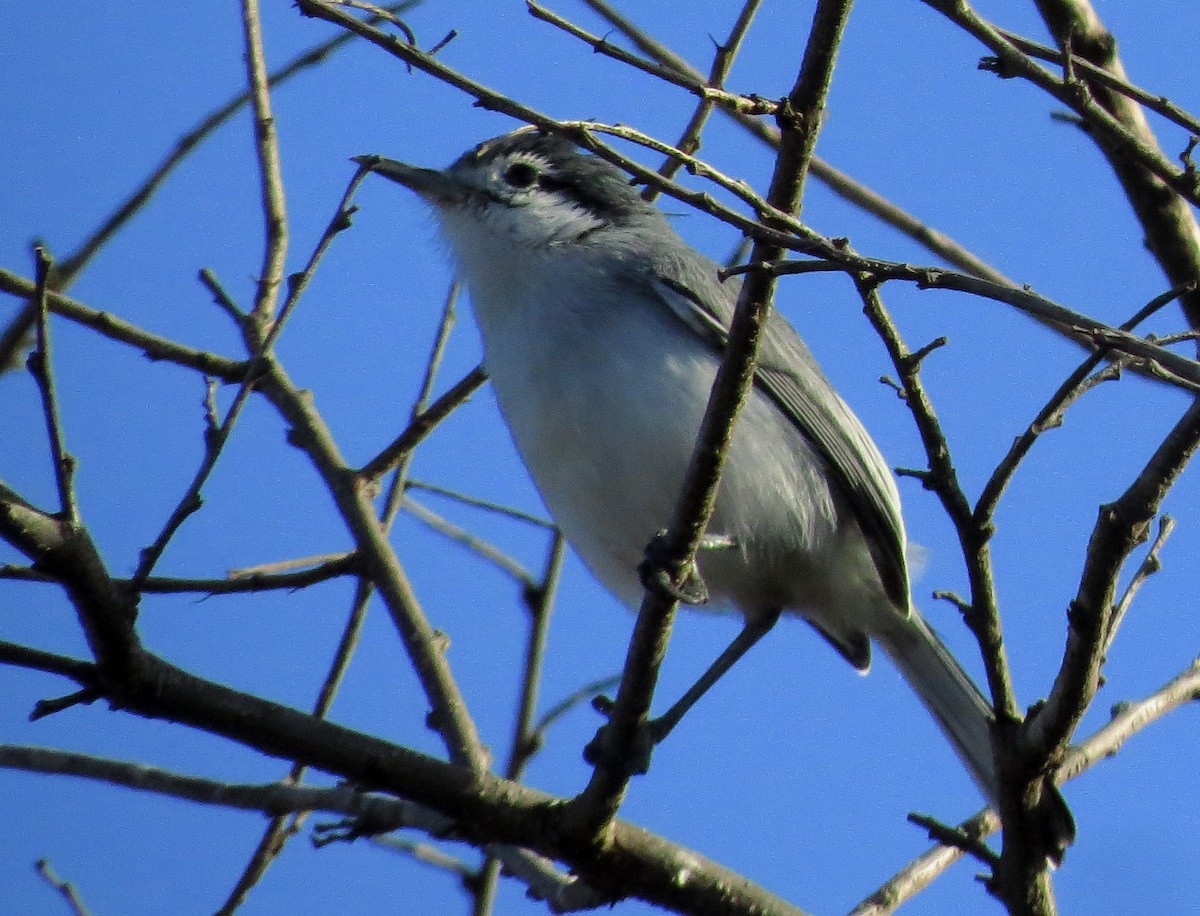 Tropical Gnatcatcher (plumbiceps/anteocularis) - ML600097061