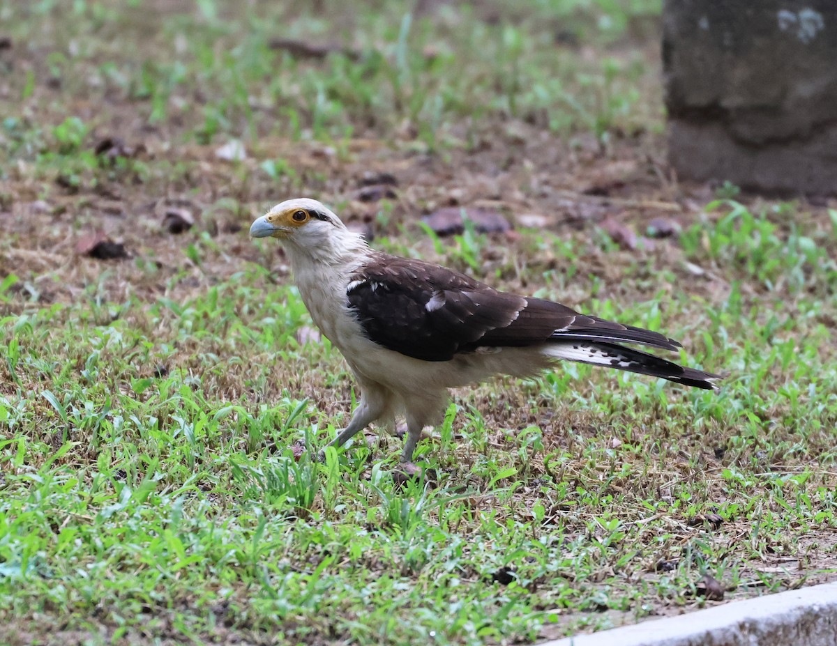 Yellow-headed Caracara - ML600097351