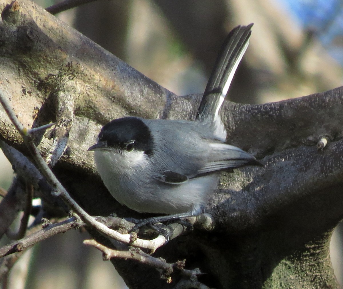 Tropical Gnatcatcher (plumbiceps/anteocularis) - ML600099061