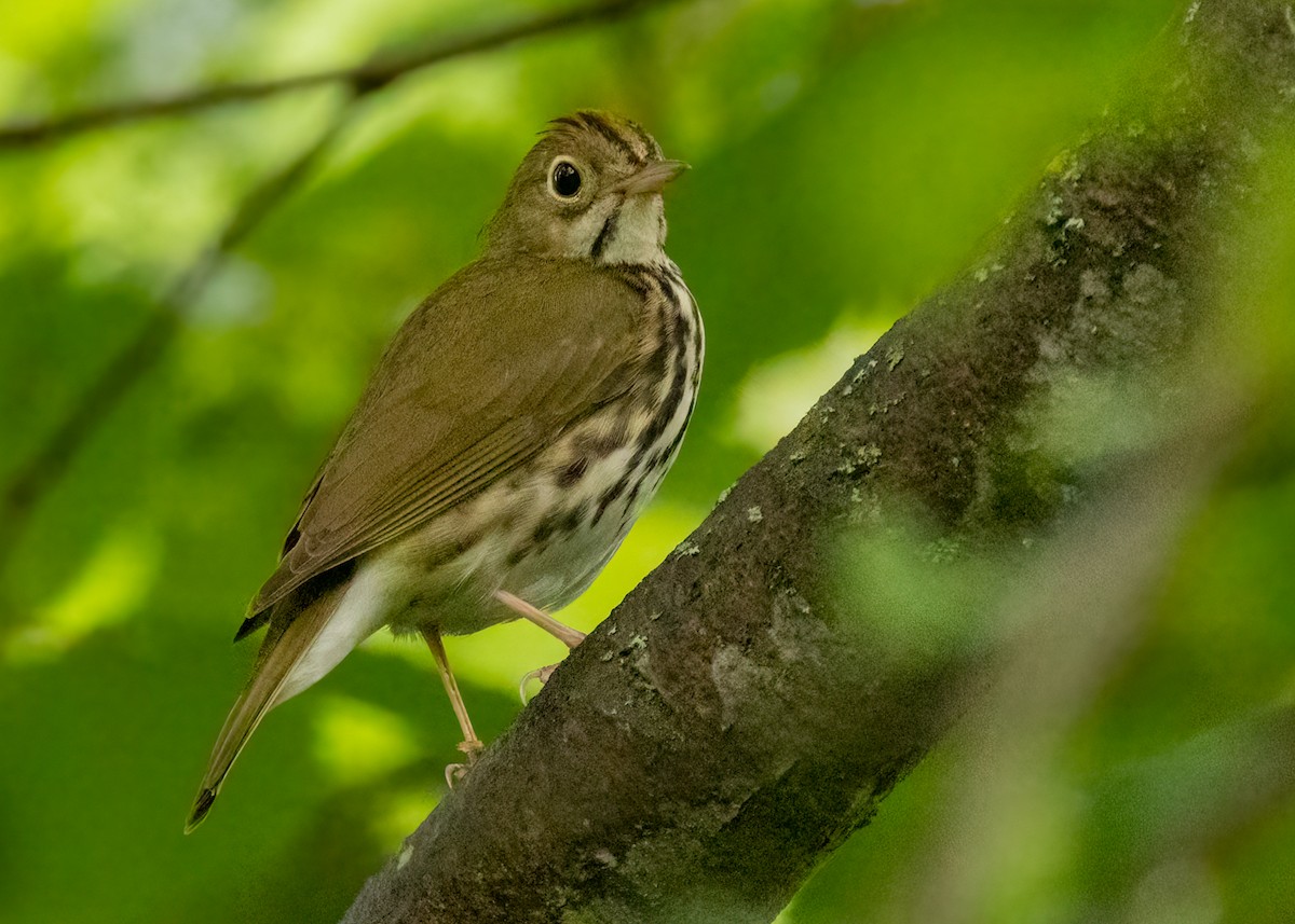 Ovenbird - ML600099871