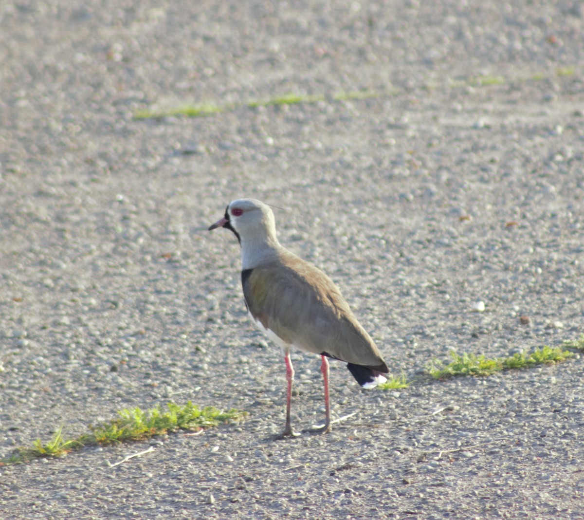 Southern Lapwing - ML600100571