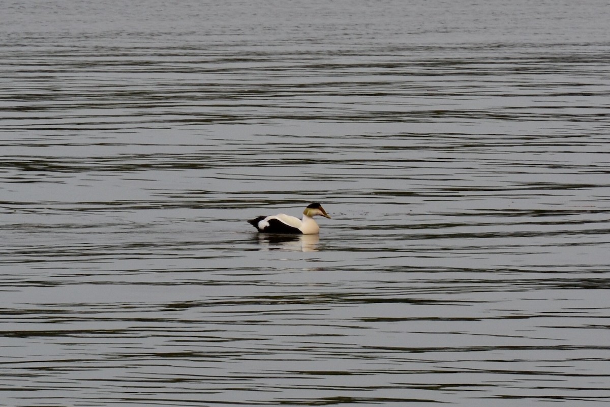 Common Eider - Epi Shemming