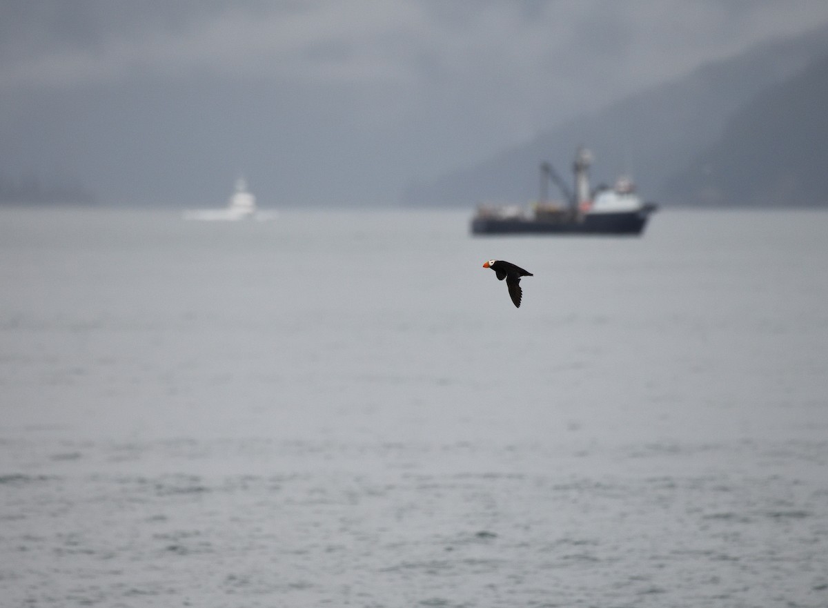 Tufted Puffin - ML600102201