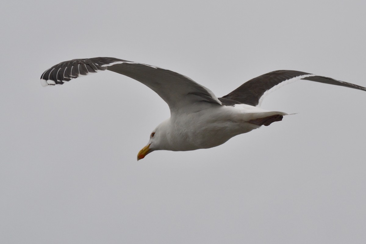 Great Black-backed Gull - ML60010241