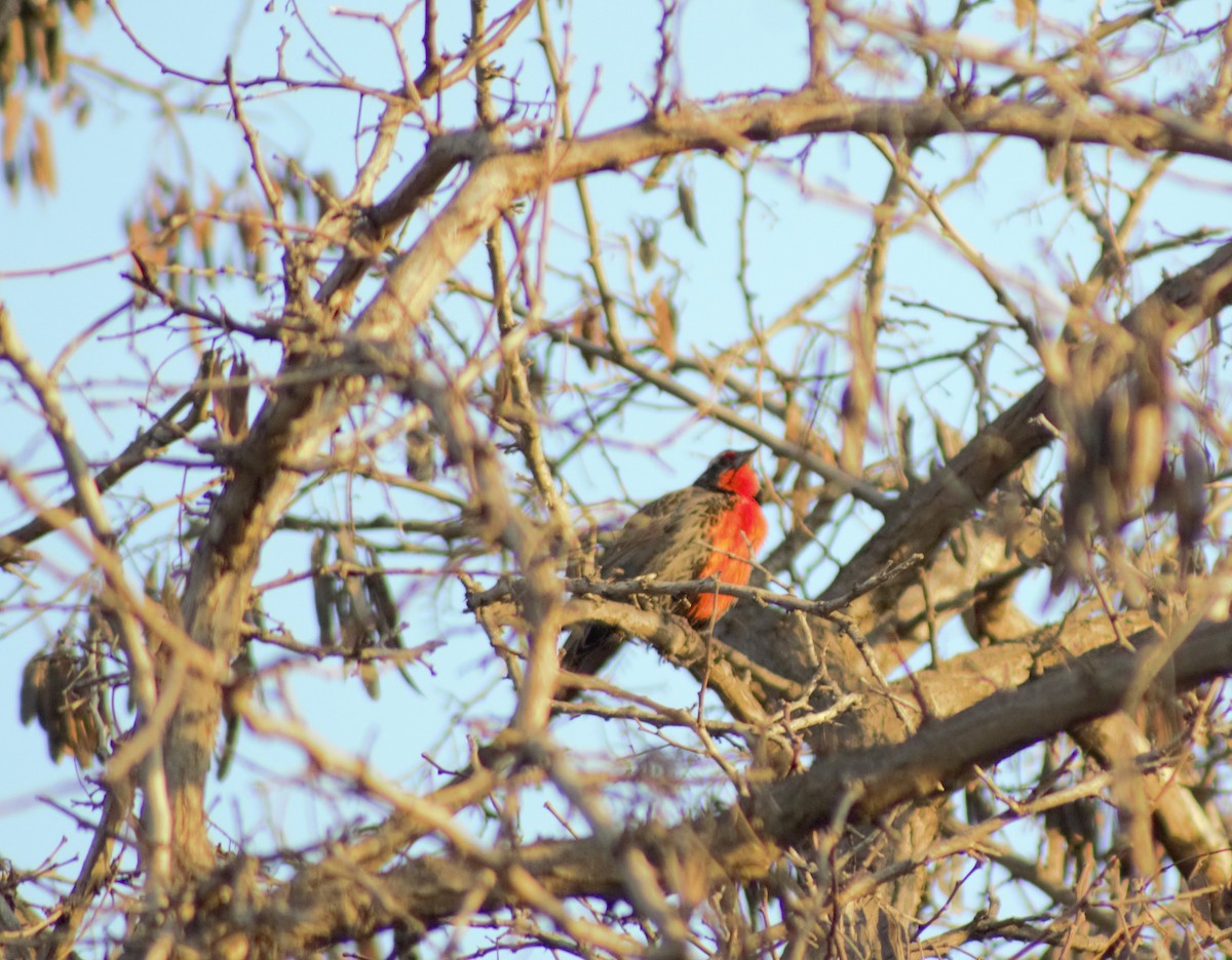 Long-tailed Meadowlark - ML600102481