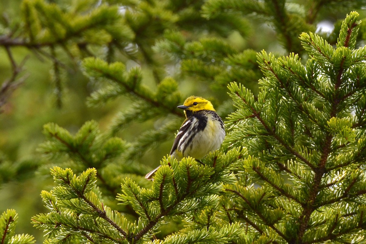 Black-throated Green Warbler - Epi Shemming