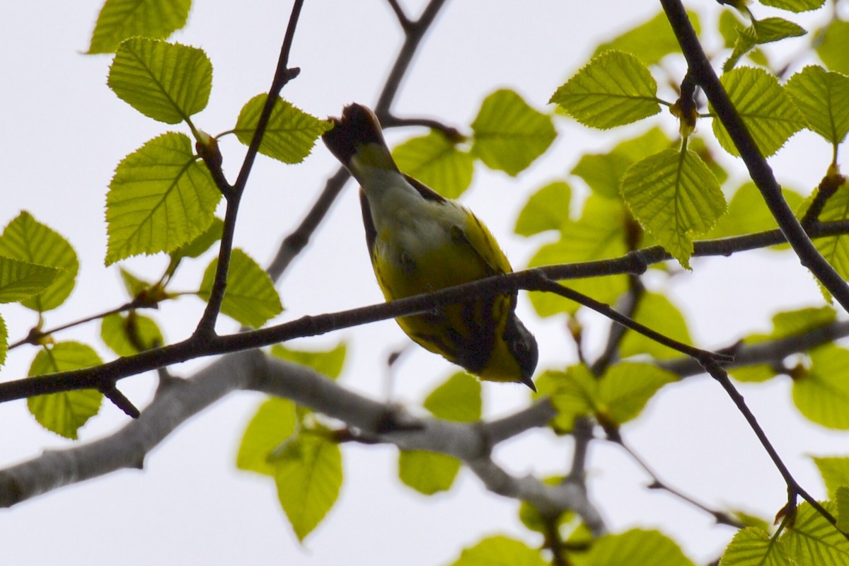 Magnolia Warbler - ML60010381