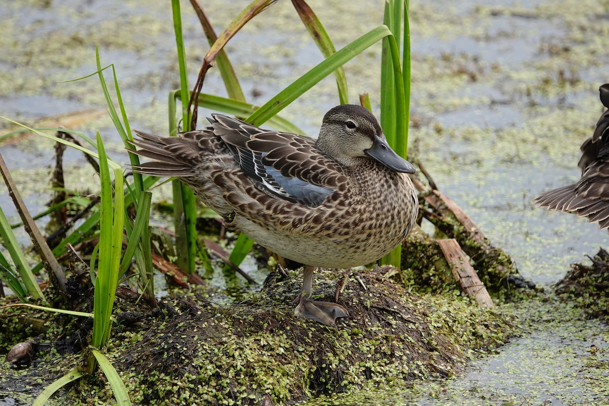 Blue-winged Teal - ML600104201