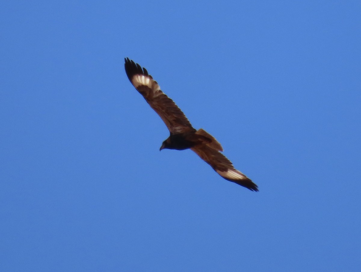 Black-breasted Kite - ML600105121