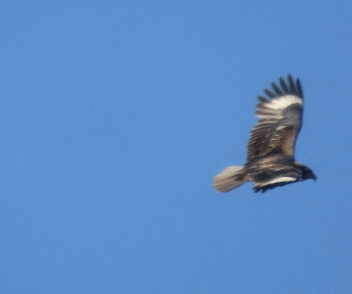 Black-breasted Kite - ML600105131