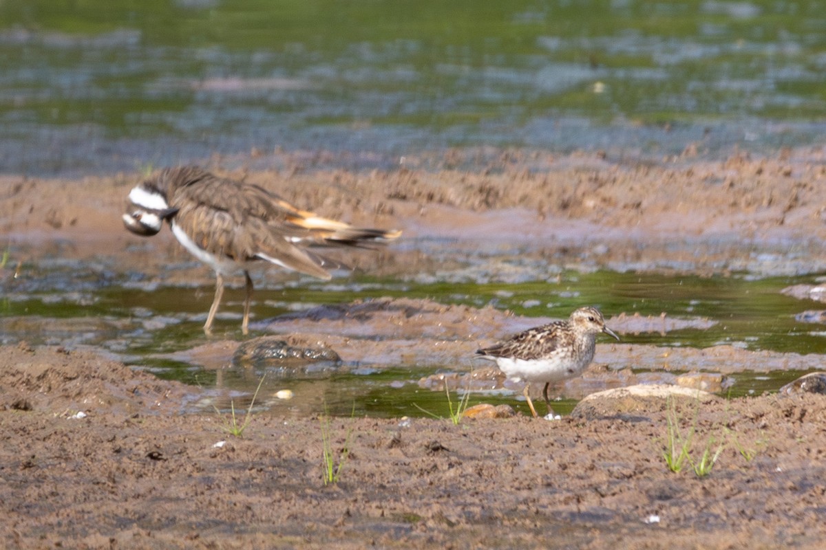 Least Sandpiper - ML600105291