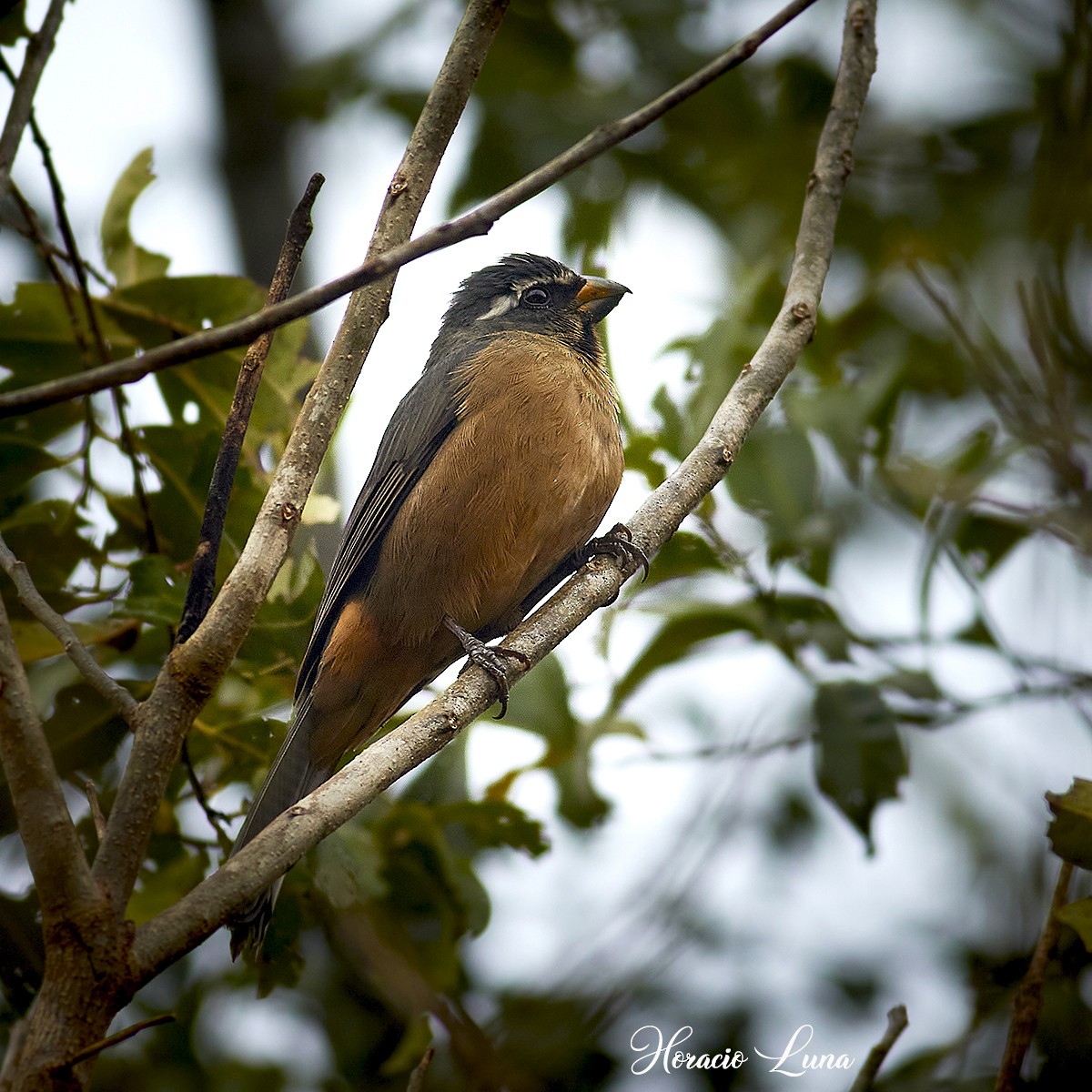 Thick-billed Saltator - ML600107101