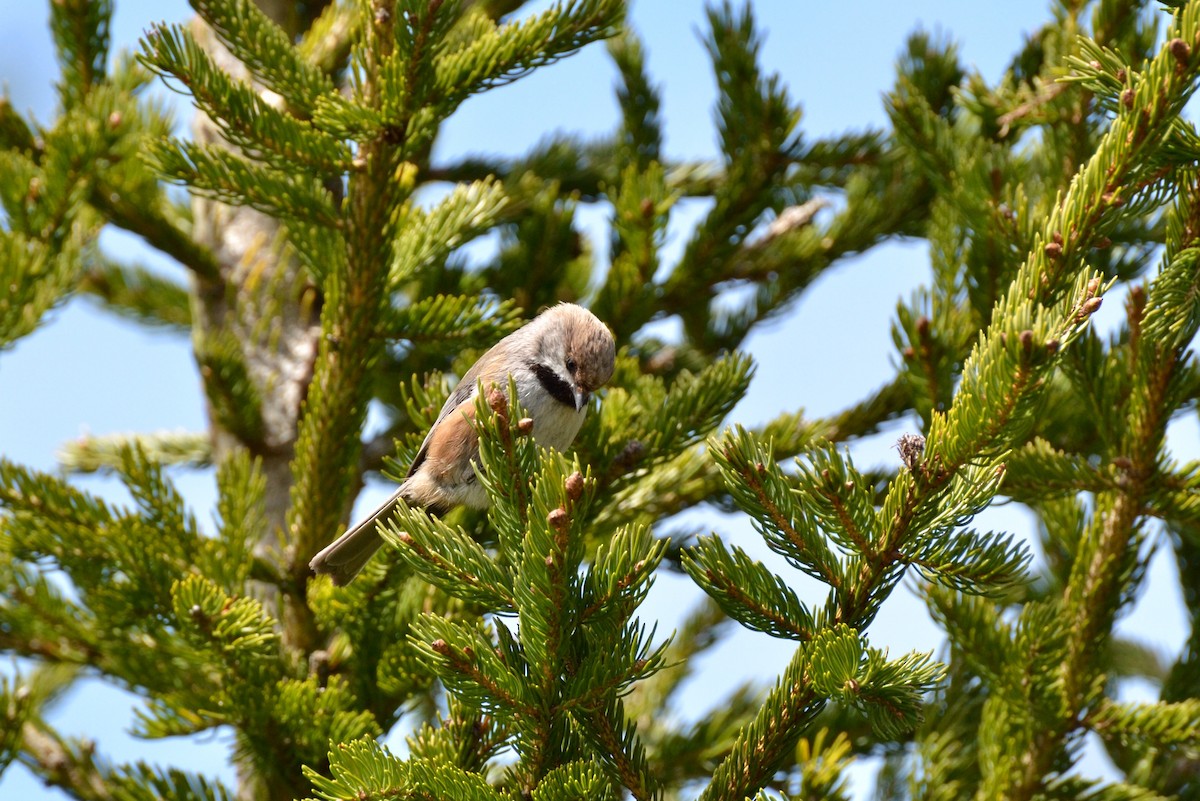 Boreal Chickadee - Epi Shemming