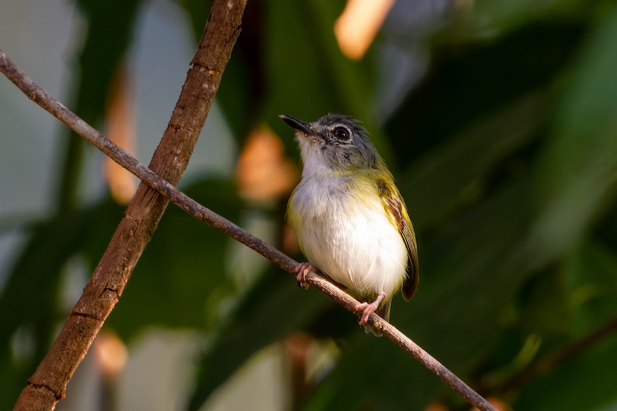 Short-tailed Pygmy-Tyrant - João Vitor Andriola