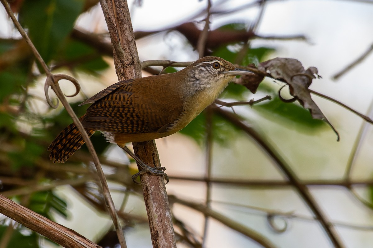 Buff-breasted Wren - ML600109461