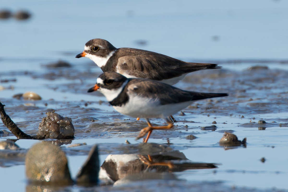 Semipalmated Plover - David Bergstrom