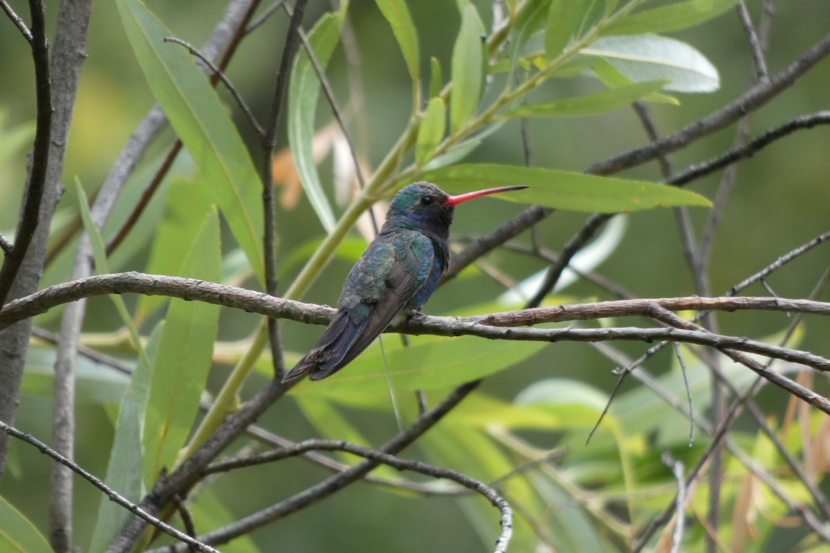kolibřík širokozobý - ML600110921